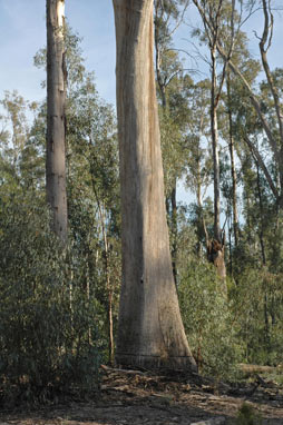 APII jpeg image of Eucalyptus camaldulensis  © contact APII