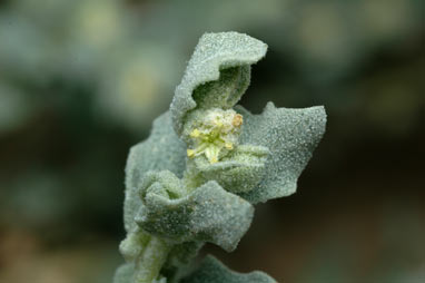 APII jpeg image of Atriplex pseudocampanulata  © contact APII