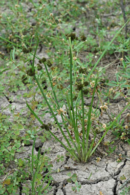 APII jpeg image of Cyperus difformis  © contact APII