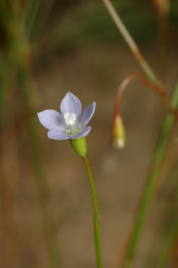 APII jpeg image of Wahlenbergia multicaulis  © contact APII