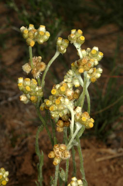 APII jpeg image of Helichrysum luteoalbum  © contact APII