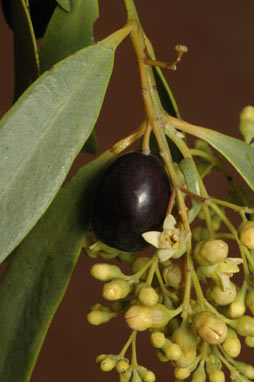 APII jpeg image of Santalum lanceolatum  © contact APII