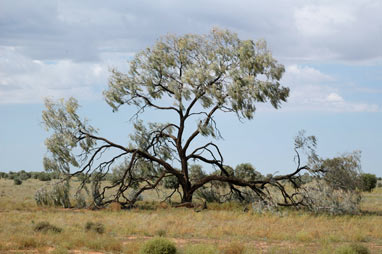 APII jpeg image of Acacia pendula  © contact APII