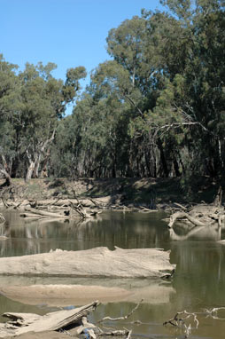 APII jpeg image of Eucalyptus camaldulensis  © contact APII