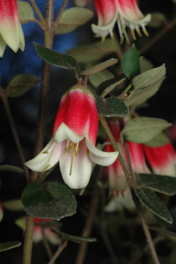 APII jpeg image of Correa 'Canberra Bells'  © contact APII