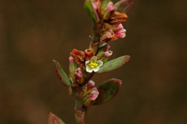 APII jpeg image of Polygonum aviculare  © contact APII