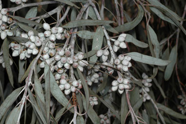 APII jpeg image of Eucalyptus campaspe  © contact APII