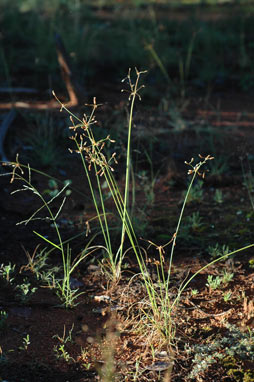 APII jpeg image of Fimbristylis dichotoma  © contact APII