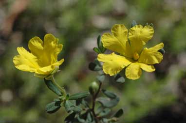 APII jpeg image of Hibbertia aspera  © contact APII