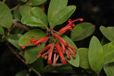 APII jpeg image of Grevillea rhyolitica subsp. rhyolitica  © contact APII