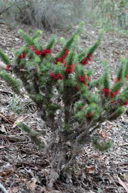 APII jpeg image of Calothamnus pinifolius  © contact APII