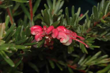 APII jpeg image of Grevillea 'Tuckers Dwarf'  © contact APII