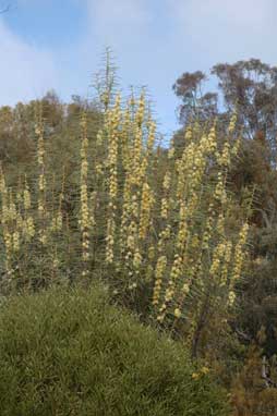 APII jpeg image of Hakea recurva subsp. recurva  © contact APII