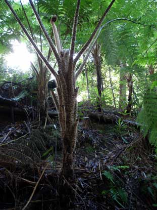 APII jpeg image of Cyathea cooperi  © contact APII