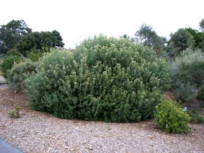 APII jpeg image of Grevillea argyrophylla  © contact APII