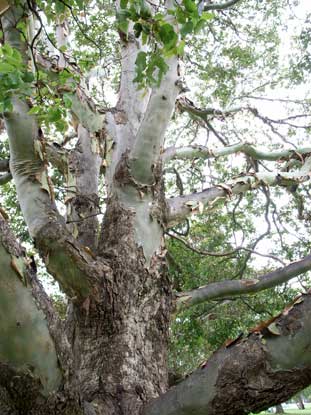 APII jpeg image of Corymbia torelliana  © contact APII