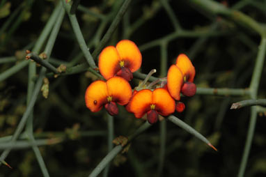 APII jpeg image of Daviesia divaricata  © contact APII