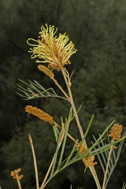 APII jpeg image of Grevillea hodgei  © contact APII