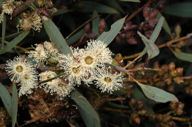 APII jpeg image of Eucalyptus famelica  © contact APII