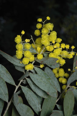 APII jpeg image of Acacia jucunda  © contact APII