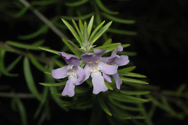 APII jpeg image of Prostanthera scutellarioides  © contact APII