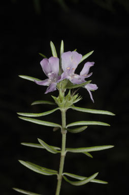 APII jpeg image of Prostanthera scutellarioides  © contact APII