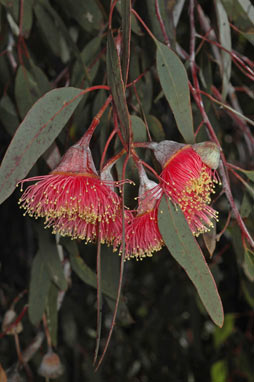 APII jpeg image of Eucalyptus caesia  © contact APII