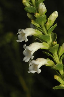 APII jpeg image of Eremophila brevifolia  © contact APII