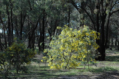 APII jpeg image of Acacia baileyana  © contact APII