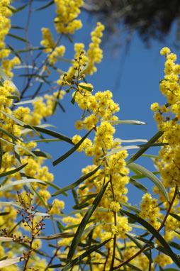 APII jpeg image of Acacia hakeoides  © contact APII