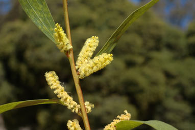 APII jpeg image of Acacia longifolia subsp. sophorae  © contact APII