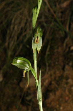 APII jpeg image of Pterostylis jonesii  © contact APII