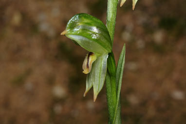 APII jpeg image of Bunochilus montanus  © contact APII