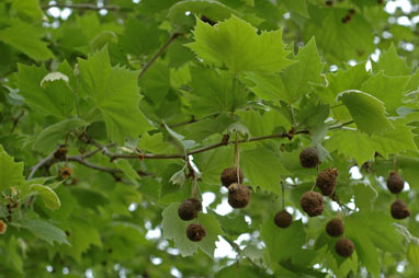 APII jpeg image of Platanus x hispanica 'Acerifolia'  © contact APII