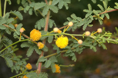 APII jpeg image of Acacia leptoclada  © contact APII