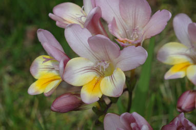 APII jpeg image of Freesia alba X Freesia leichtlinii  © contact APII