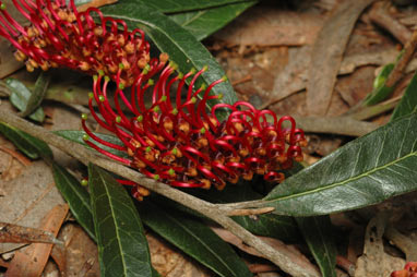 APII jpeg image of Grevillea asplenifolia 'Hunter Beauty'  © contact APII