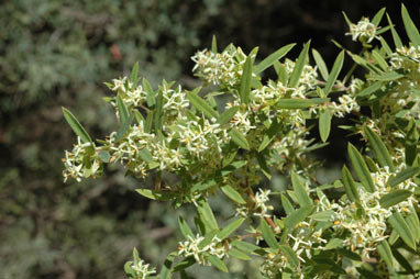 APII jpeg image of Pimelea cremnophila  © contact APII