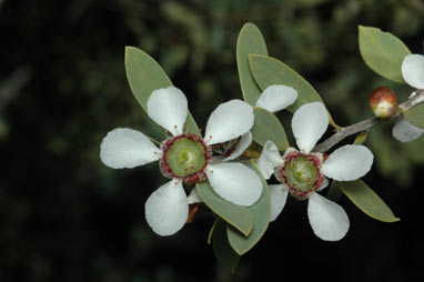 APII jpeg image of Leptospermum laevigatum  © contact APII