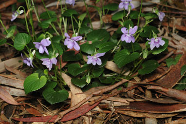 APII jpeg image of Viola riviniana  © contact APII