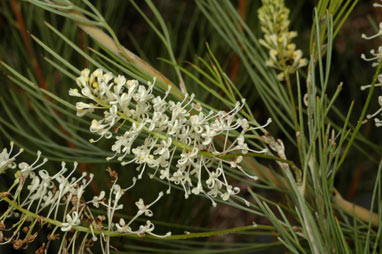 APII jpeg image of Grevillea zygoloba  © contact APII