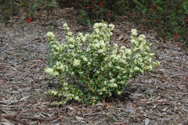 APII jpeg image of Grevillea trifida  © contact APII