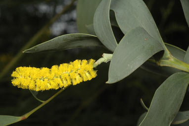 APII jpeg image of Acacia pycnostachya  © contact APII