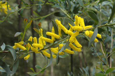 APII jpeg image of Acacia pycnostachya  © contact APII