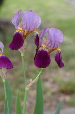 APII jpeg image of Iris germanica  © contact APII