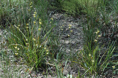 APII jpeg image of Diuris sulphurea  © contact APII