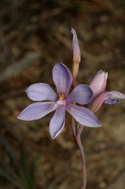 APII jpeg image of Thelymitra ixioides  © contact APII