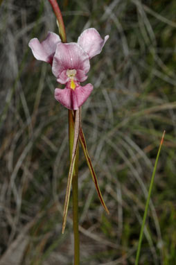 APII jpeg image of Diuris punctata  © contact APII