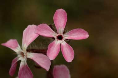 APII jpeg image of Silene gallica var. gallica  © contact APII