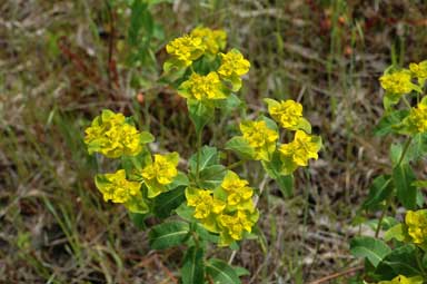 APII jpeg image of Euphorbia oblongata  © contact APII